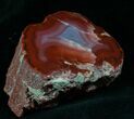 Yellow Cat Petrified Wood - Gem Quality #5779-1